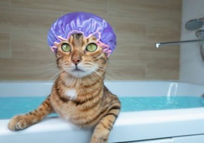 Banho e tosa para gatos Cidade Baixa Salvador